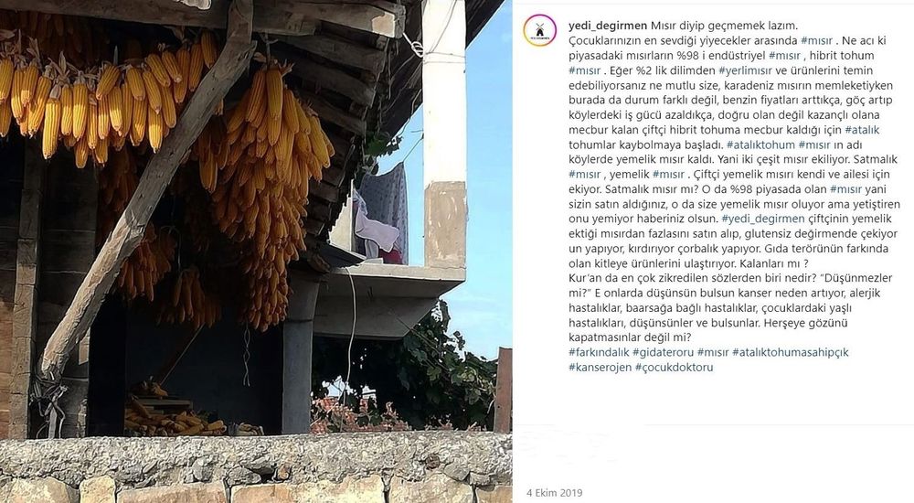 Yedi Değirmen Ata Tohumu Tane Mısır
