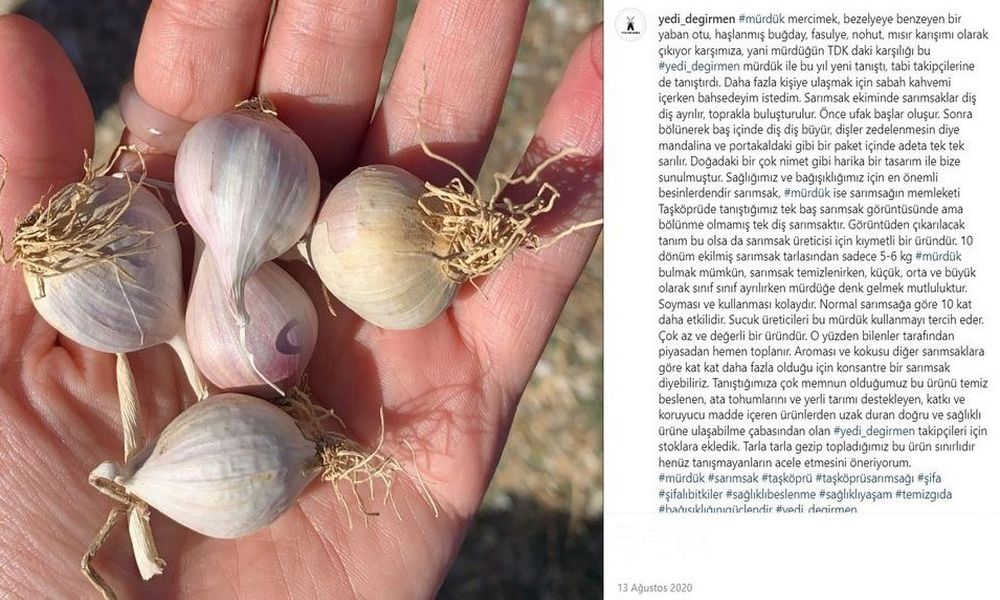 Yerli Mürdük Sarımsak