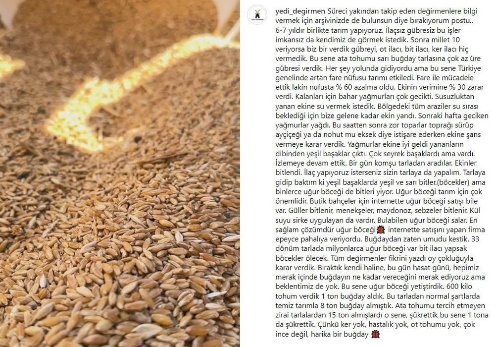 Yedi Değirmen buğday yarması (yarma buğday), ata tohumu sarı buğdaydan elde edilir.