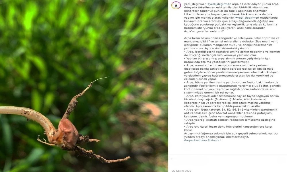 Ata Tohumu Tane Arpa Yedi Değirmen'de Satışta.