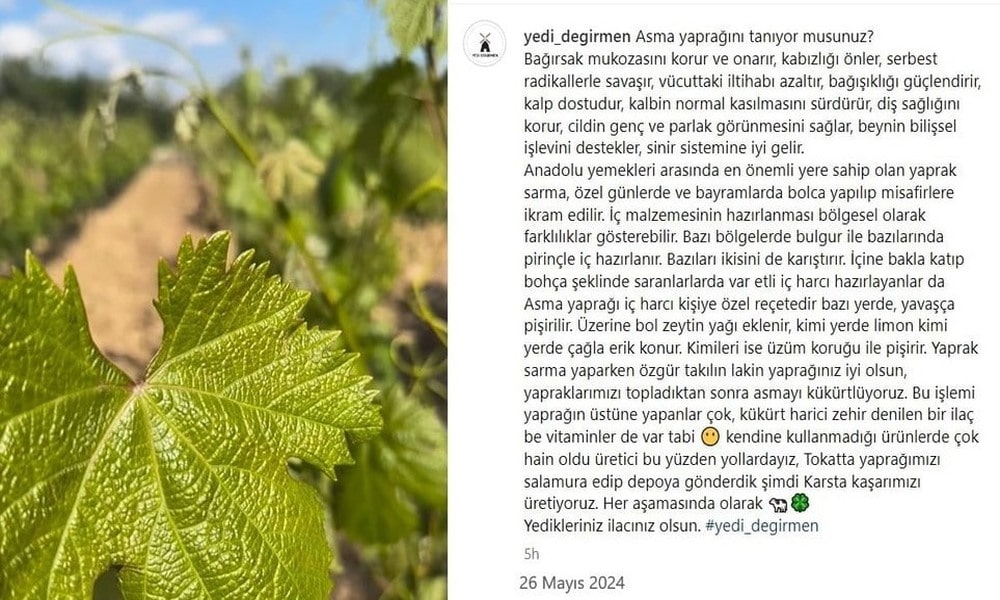 yedidegirmen-tokat-uzum-yapragi-8