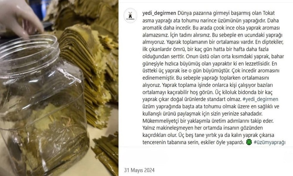 yedidegirmen-tokat-uzum-yapragi-9